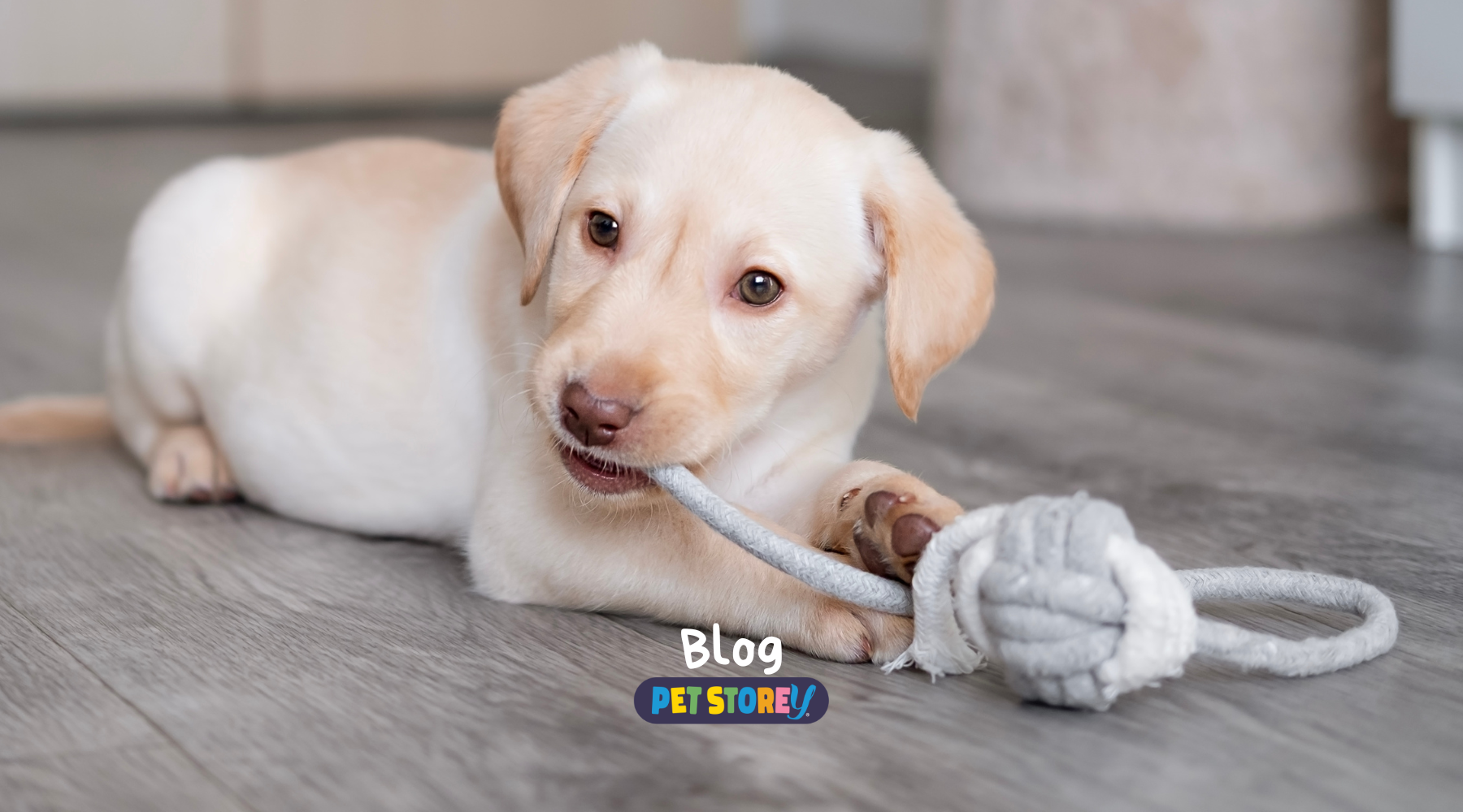 Mental Stimulation for Pets