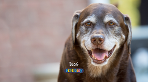 Senior Pets & Winter Care: Keeping Your Ageing Companion Comfortable Through the Cold Months
