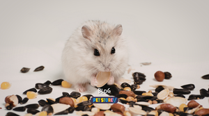 Introduction to Pet Nutrition: A Complete Guide for Pet Owners