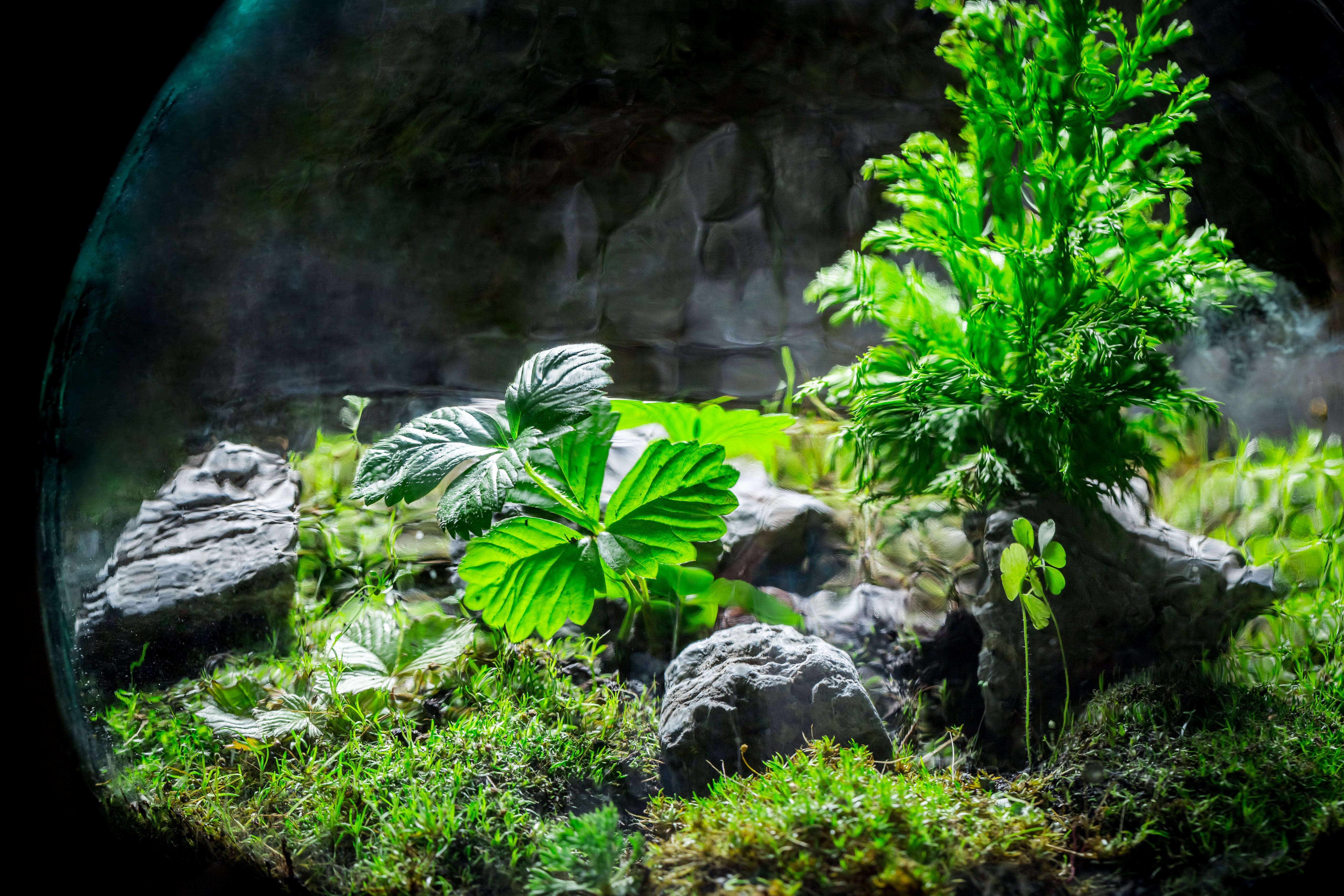Why is it important to have plants in my aquarium?