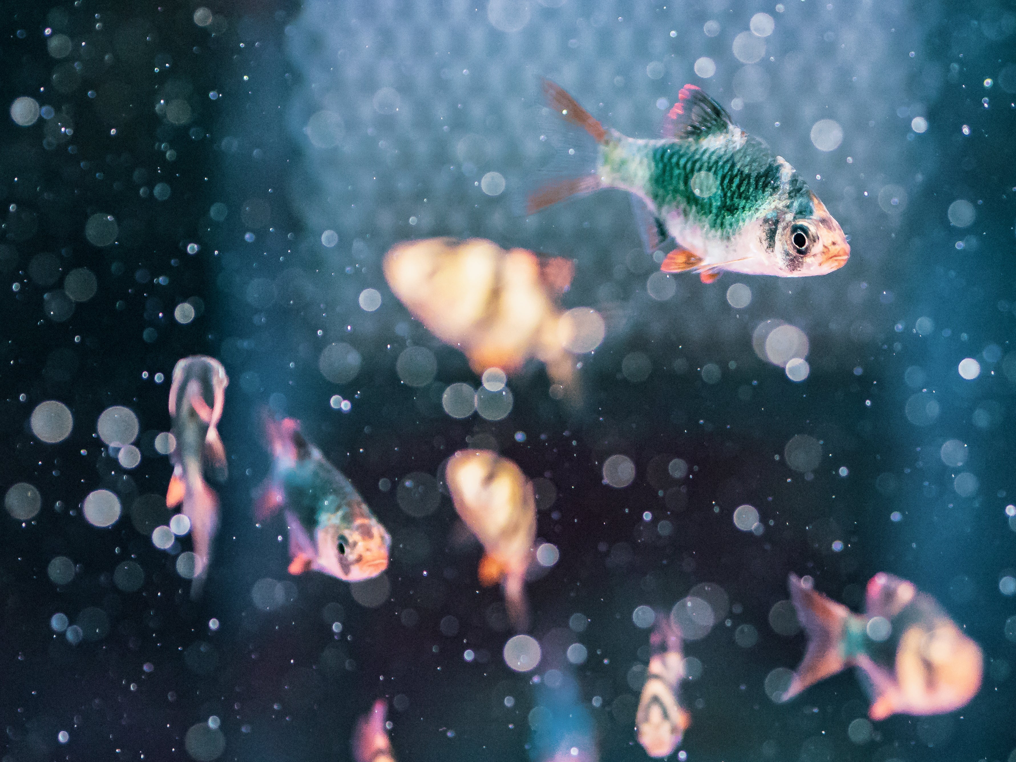 What are the most common fish diseases and treatments?