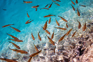 How to I know when my fish are ill?