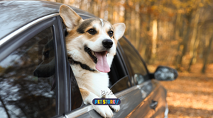 Travel Stress in Pets? How Vitozol CBD Oil Can Help Your Furry Friend Stay Calm