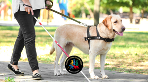 Pet Storey Named Official CSI Partner of Choice 2026 for SAGDA