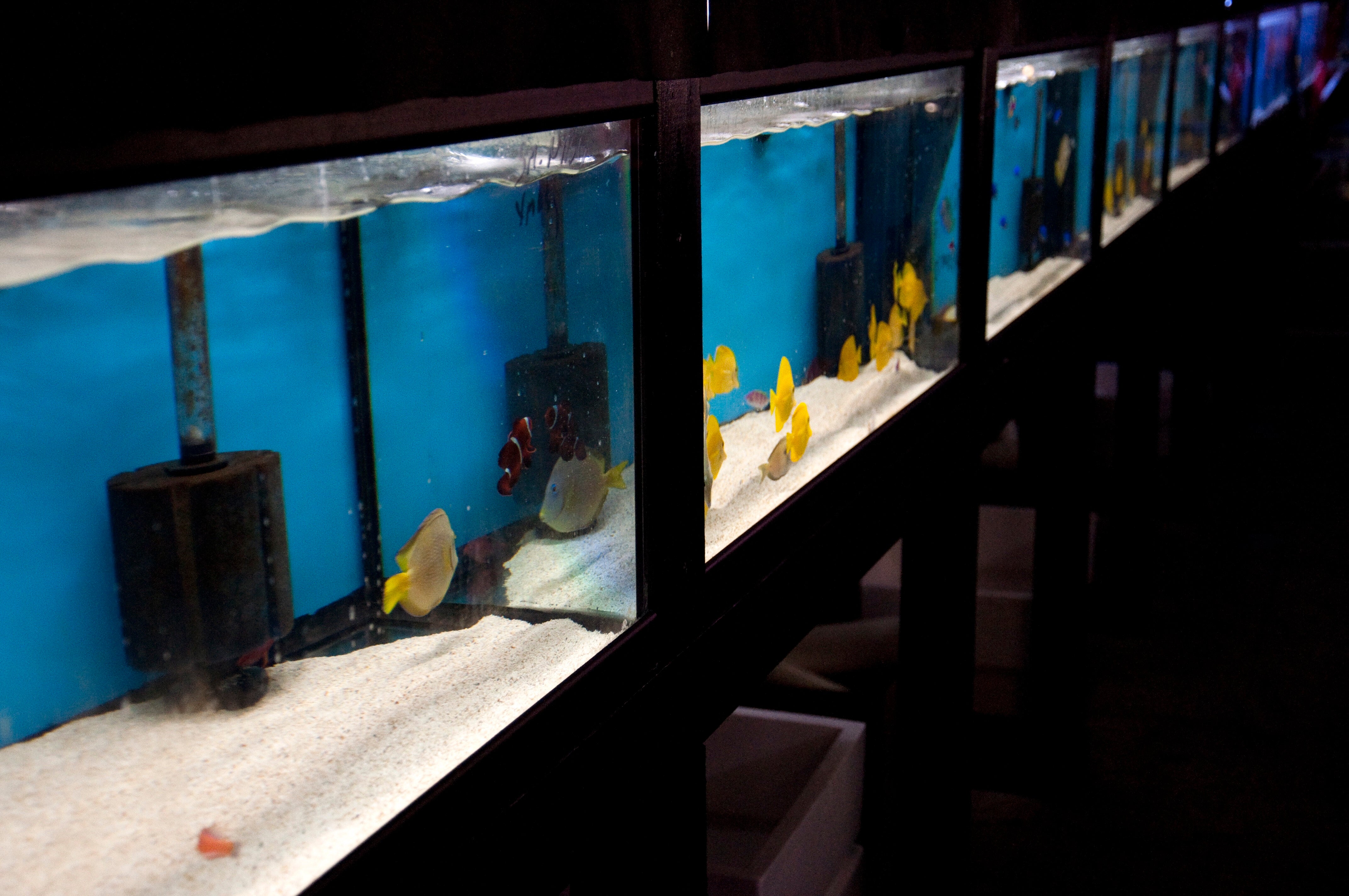 How do I maintain my aquarium to ensure healthy fish and plants?